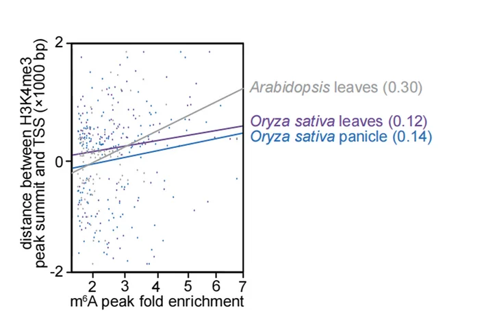 Open access visualization of Scatter Plot, Regression Plot, Correlation Analysis, m6A Modification, H3K4me3 Shift