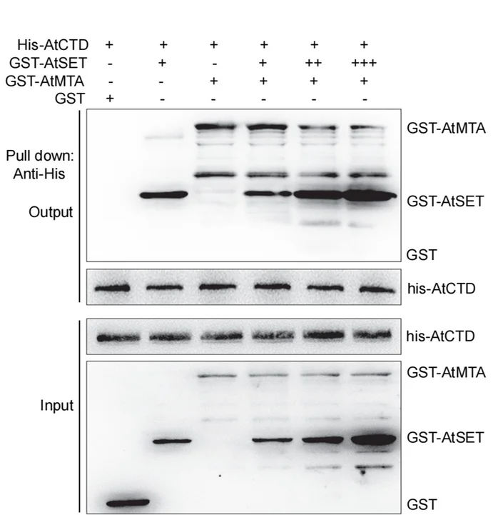 Open access visualization of Gel, Pull-down Assays, AtSET, AtMTA, AtCTD