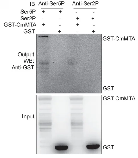 Open access visualization of Gel, CmMTA