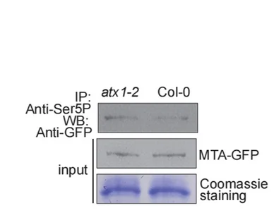 Open access visualization of Gel, Protoplast Transient Assay, AtMTA, AtSET, Ser5P-CTD