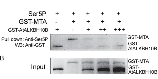 Open access visualization of Gel, Pull-Down Assay, Protein Binding, Competition Assay, AtALKBH10B