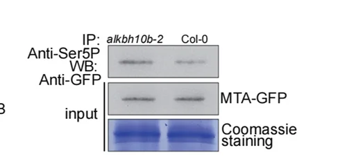 Open access visualization of Gel, Protoplast Transient Assay, Competition Assay, Protein Binding, AtMTA