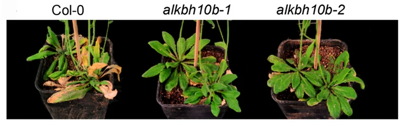 Open access visualization of Photo, Senescence Phenotype, Col-0 Plants, alkbh10b-1 Plants, alkbh10b-2 Plants