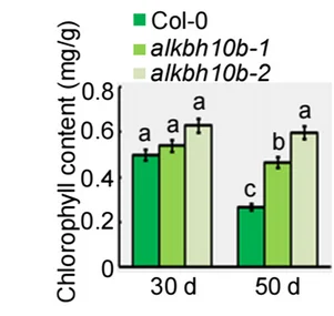 Open access visualization of Bar Plot, Error Bars, Clustered, Chlorophyll Content, Leaves
