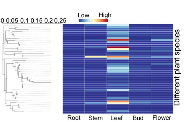 Open access visualization of Heatmap, Network, Expression Analysis, SBPASE, Plant Species