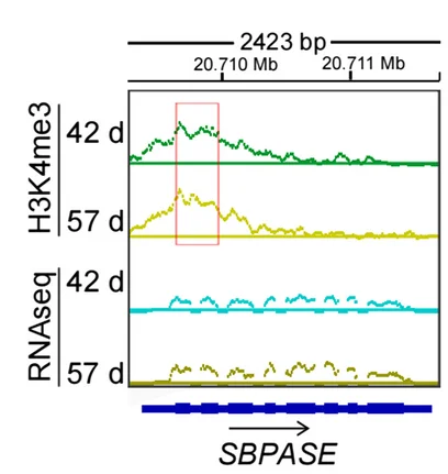 Open access visualization of Line Plot, Genome Browser, H3K4me3 ChIP-seq, RNA-seq, SBPASE Gene