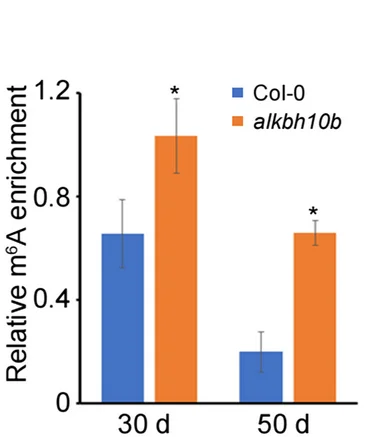 Open access visualization of Bar Plot, Error Bars, Clustered, m6A RNA Immunoprecipitation, Quantitative PCR