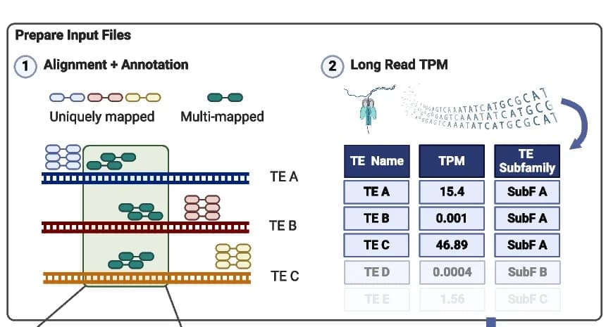 Open access visualization of Workflow, Illustration, Table Image, RNA Sequencing, Short-Read