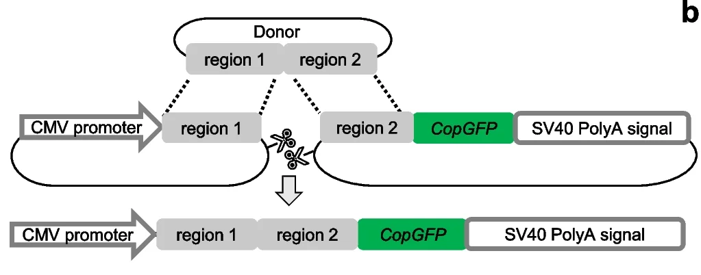 Open access visualization of Workflow, Illustration, Plasmid Translocation, sgRNAs, Double-Strand Breaks