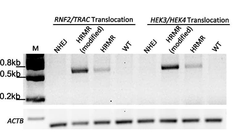 Open access visualization of Gel, Agarose Gel Image, RNF2/TRAC Site, HEK3/HEK4 Site, HEK293T Cells