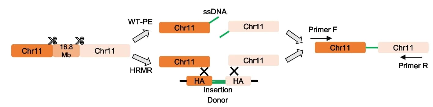 Open access visualization of Workflow, Flowchart, Illustration, Schematic Diagram, Chromosome Rearrangement