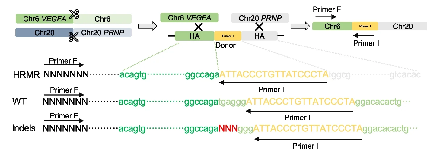 Open access visualization of Workflow, Illustration, Schematic Diagram, Primer Insertion, Homologous Recombination