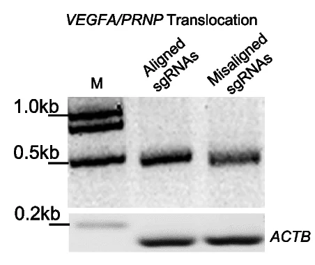 Open access visualization of Gel, Agarose Gel, sgRNAs, PCR, Translocation