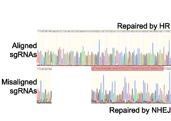 Open access visualization of Line Plot, Sanger Sequencing, sgRNAs, Homologous Donor, Repair Outcomes