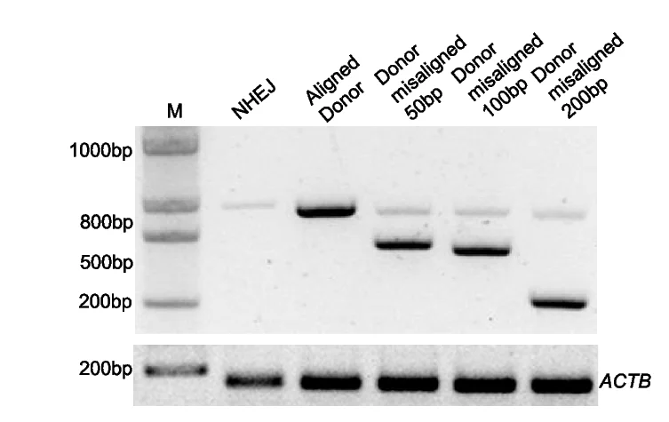 Open access visualization of Gel, Agarose Gel, Homologous Donor, PCR, Translocation