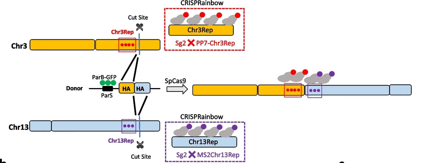 Open access visualization of Workflow, Illustration, Chromosome, U2OS Cells, CRISPRainbow System
