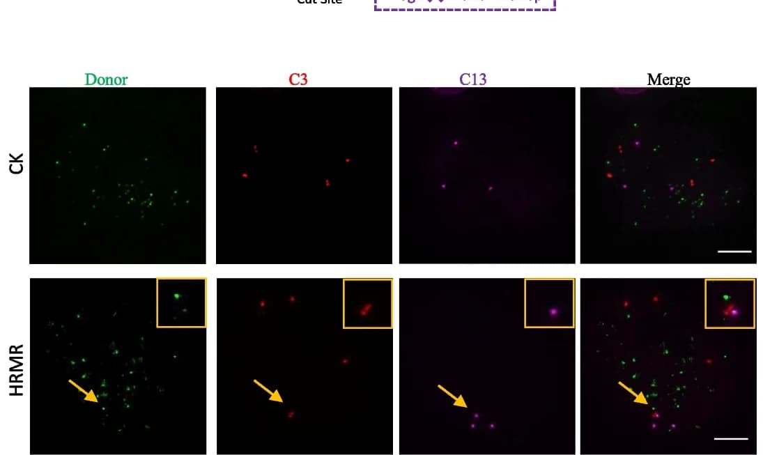 Open access visualization of Microscopy, Fluorescence Images, Chromosome C3, Chromosome C13, GFP Fluorescence