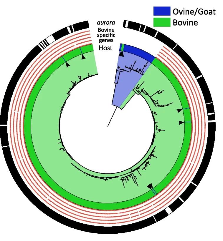 Open access visualization of Network, Pathway, Core Genome, Phylogenetic Tree, Mycobacterium avium subsp. paratuberculosis