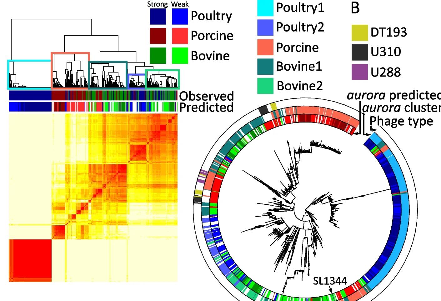 Open access visualization of Heatmap, Clustered, Network, Distance Matrix, Random Forest
