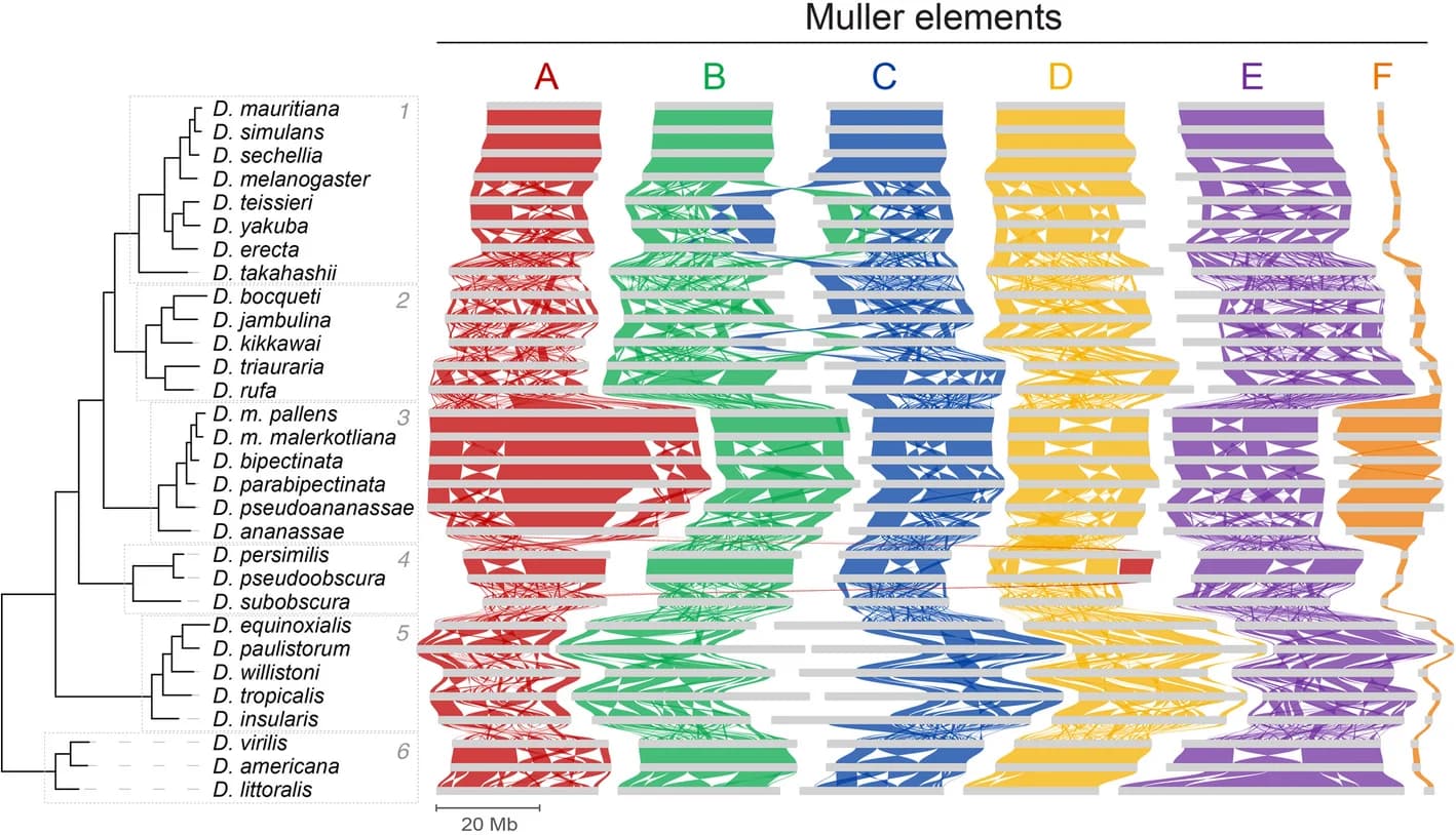 Open access visualization of Network, Sankey, Line Plot, Genomic Rearrangements, Drosophila Species