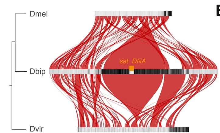 Open access visualization of Chord, Network, Synteny, A Elements, D. bipectinata