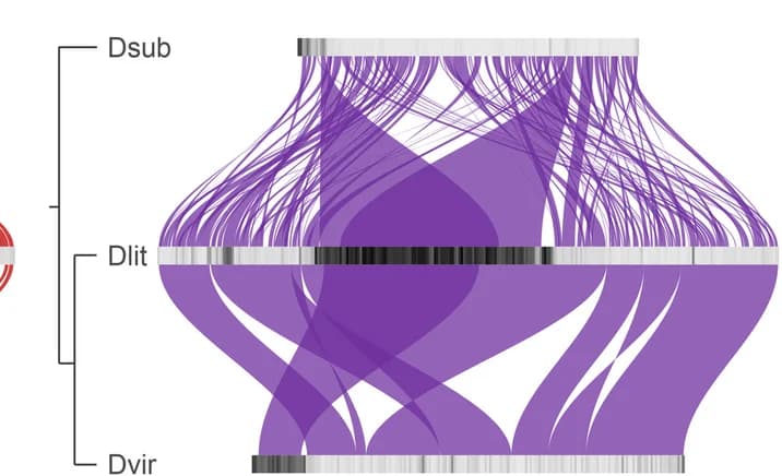 Open access visualization of Sankey, Synteny, E Elements, D. littoralis, D. subobscura