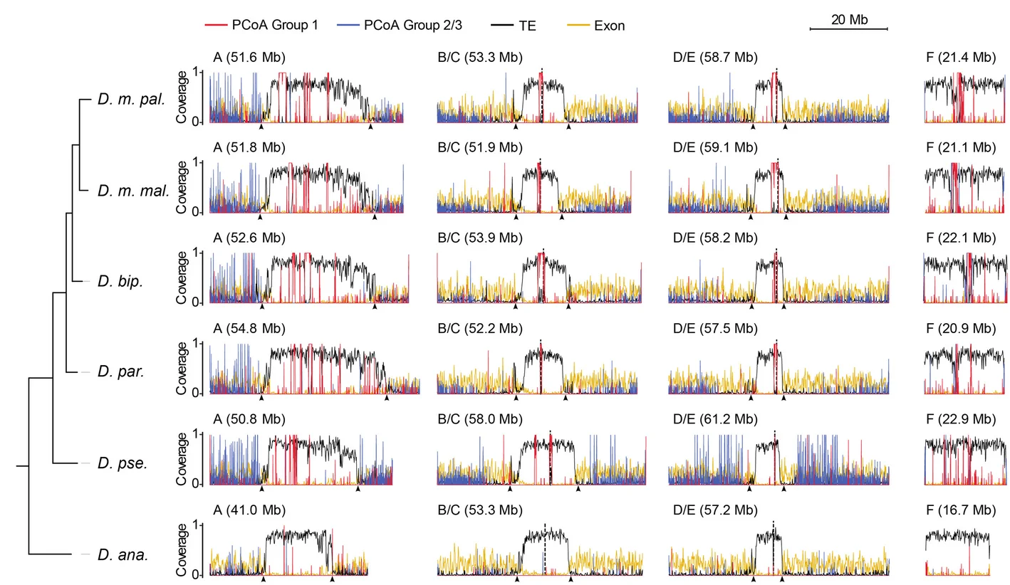 Open access visualization of Line Plot, Line Step, Distribution, Satellite DNA, Transposable Elements