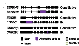 Open access visualization of Illustration, Gene Structure, DASs, Introns, Exons