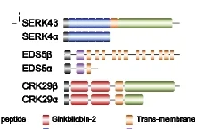 Open access visualization of Illustration, Protein Domains, DASs, Constitutive Transcripts, Splicing Variant Transcripts