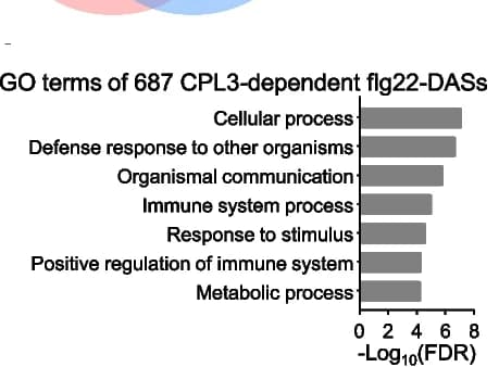 Open access visualization of Bar Plot, GO Analysis, Gene Ontology, Fold Enrichment