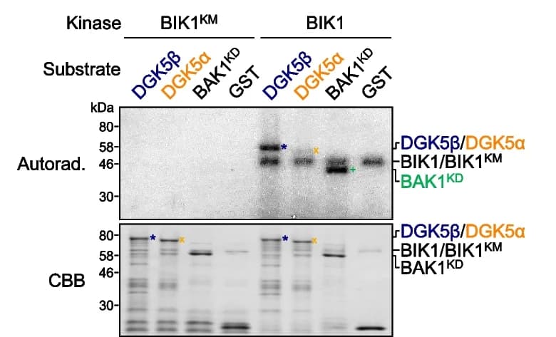 Open access visualization of Gel, BIK1, DGK5b, DGK5a, In Vitro Kinase Assay