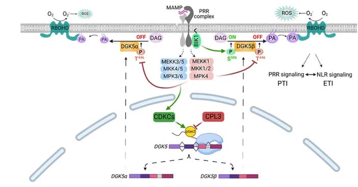 Open access visualization of Workflow, Pathway, CPL3, DGK5 AS, PA Homeostasis