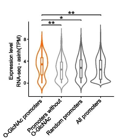 Open access visualization of Violin Plot, Box Plot, Gene Expression Levels, RNA-seq, O-GlcNAc Modified Proteins