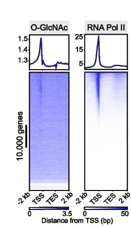 Open access visualization of Heatmap, Line Plot, Genes-stack Plots, O-GlcNAc CUT&RUN Signal, RNA Pol II