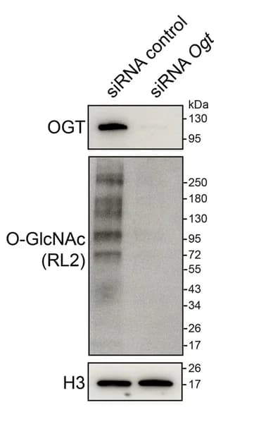 Open access visualization of Gel, Western Blot, O-GlcNAc, Histone H3, siRNA