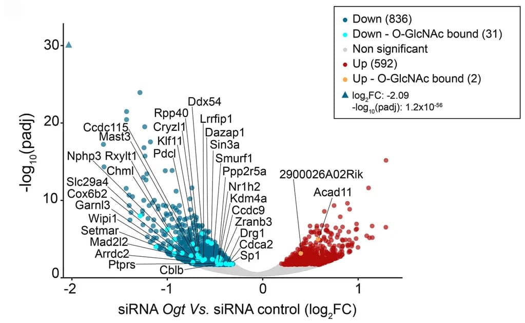 Open access visualization of Volcano Plot, Scatter Plot, Gene Expression, ESCs, siRNA