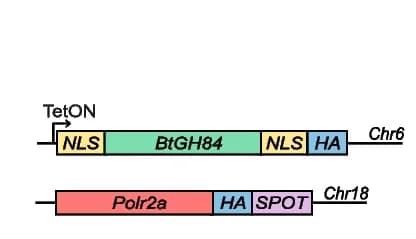 Open access visualization of Illustration, Transgene, Epitope Tags, RNA Pol II