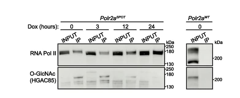 Open access visualization of Gel, Immunoprecipitation, RNA Pol II, Epitope Tag, Antibodies