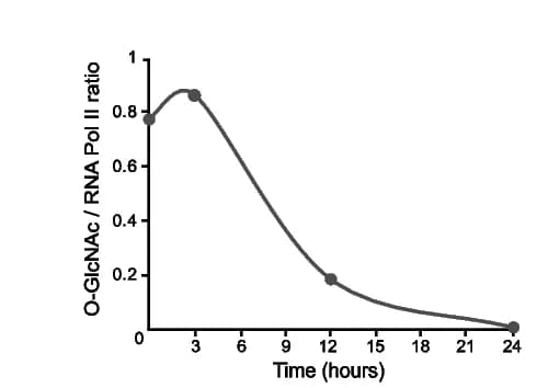 Open access visualization of Line Plot, Quantification, Western Blot, Optical Density, O-GlcNAc