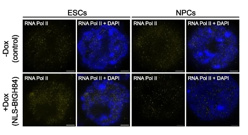 Open access visualization of Microscopy, Micrographs, RNA Pol II, DNA, STED Microscopy