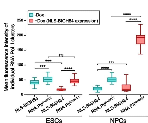 Open access visualization of Box Plot, Fluorescence Intensity, RNA Pol II, STED Images, ESCs