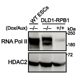 Open access visualization of Gel, Western Blot, RNA Pol II, DLD-1 Cells, Doxycycline