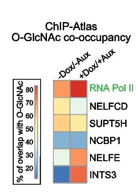 Open access visualization of Heatmap, Signal Overlap, Promoters, O-GlcNAc Peaks, Dox Treatment