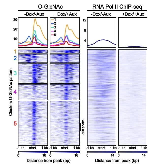Open access visualization of Line Plot, Heatmap, K-Mean Clustering, O-GlcNAc, Occupancy Peaks