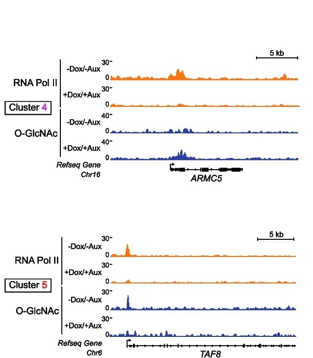 Open access visualization of Line Plot, Genome Browser, RNA Pol II, O-GlcNAc, Dox Treatment