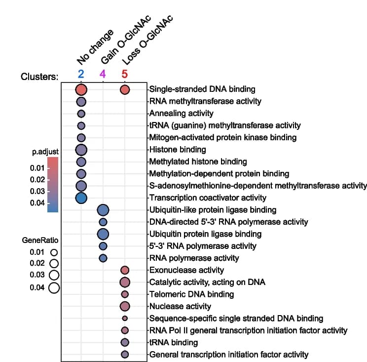 Open access visualization of Bubble Plot, Gene Set Enrichment, Molecular Functions, Gene Ratio, GO Set