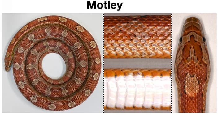 Open access visualization of Photo, Motley, Dorsal Blotches, Lateral Blotches, Ventral Scales