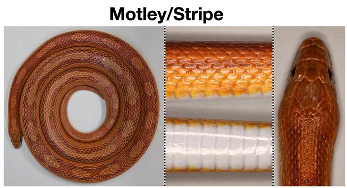 Open access visualization of Photo, Phenotype, Blotches, Stripes