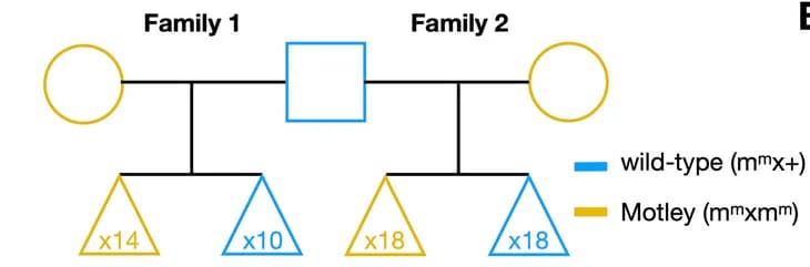 Open access visualization of Illustration, Workflow, Pedigree, Families, Mapping