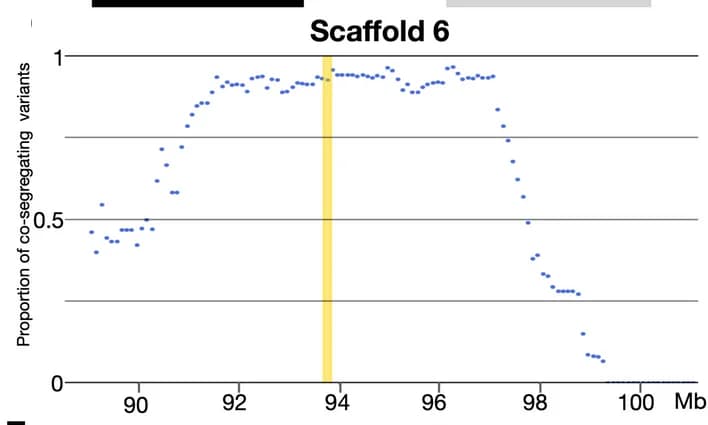 Open access visualization of Scatter Plot, Co-segregating Variants, Hi-C Assembly, Scaffold 6, Candidate Gene